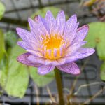 熱帯性睡蓮 ウタカタ 花芽付 熱帯性睡蓮 ウタカタ 花芽付