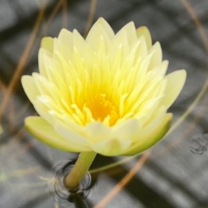 saku