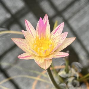 kinako